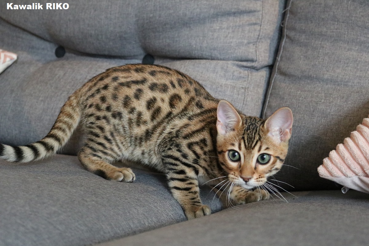 bengal brown 